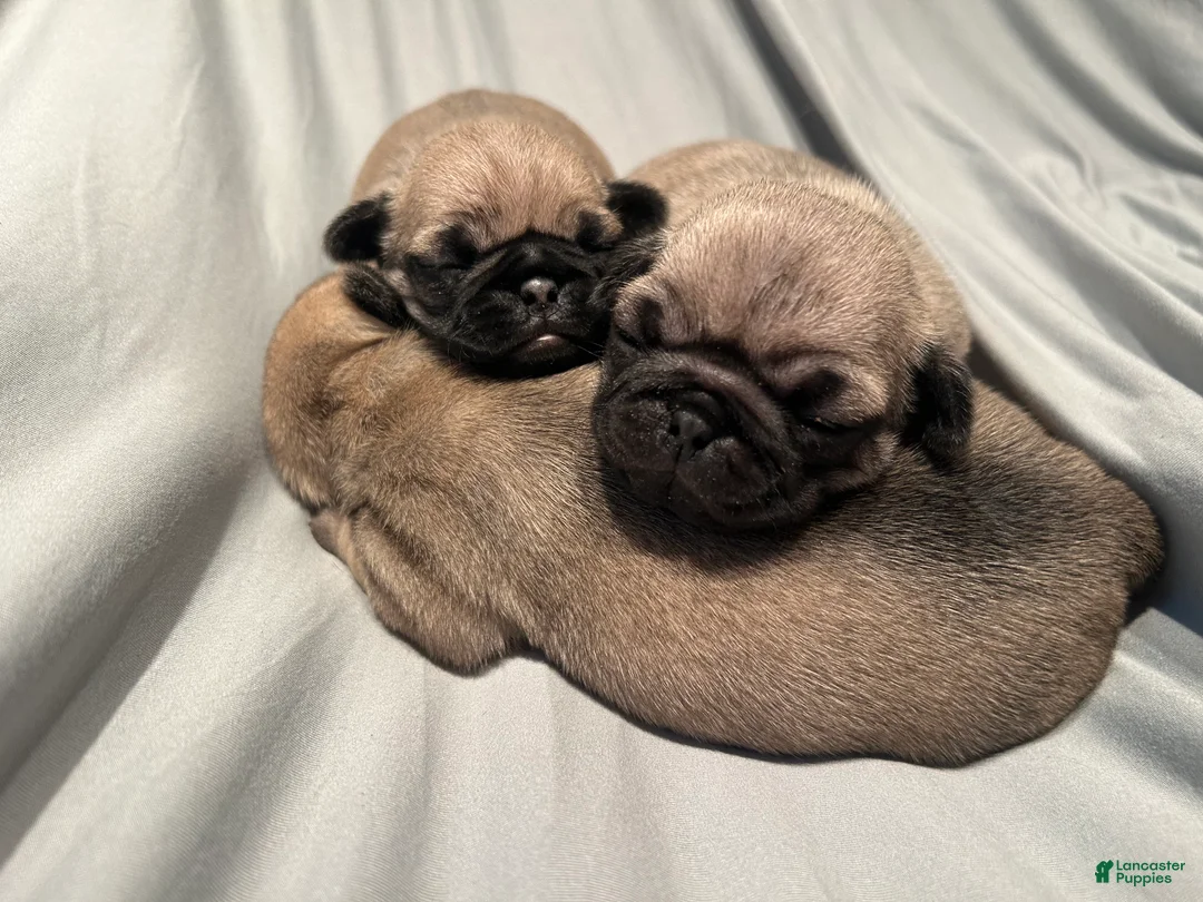 Pug dogs for sale: Piper - Ad 1