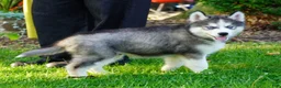 Siberian Husky dogs for sale: CACTUS - Ad 2