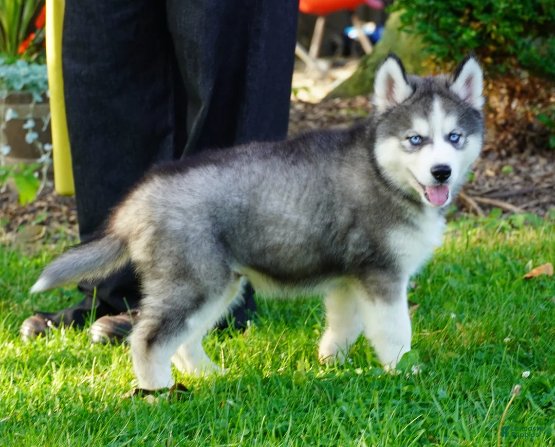 Siberian Husky dogs for sale: CACTUS - Ad 2