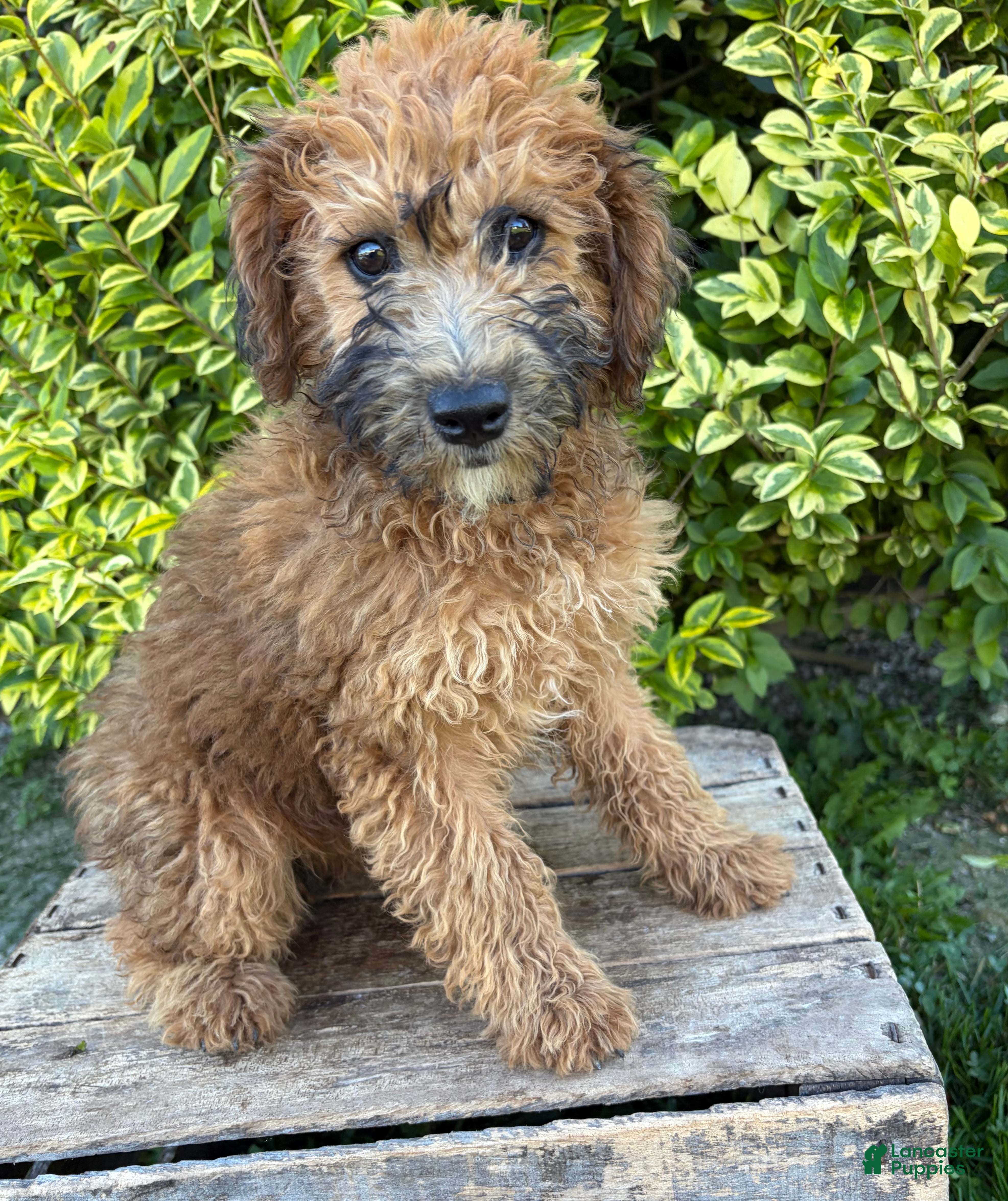 Whoodle dogs Harlow - Ad 1