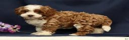 Cavapoo dogs for sale: Emerald - Ad 9