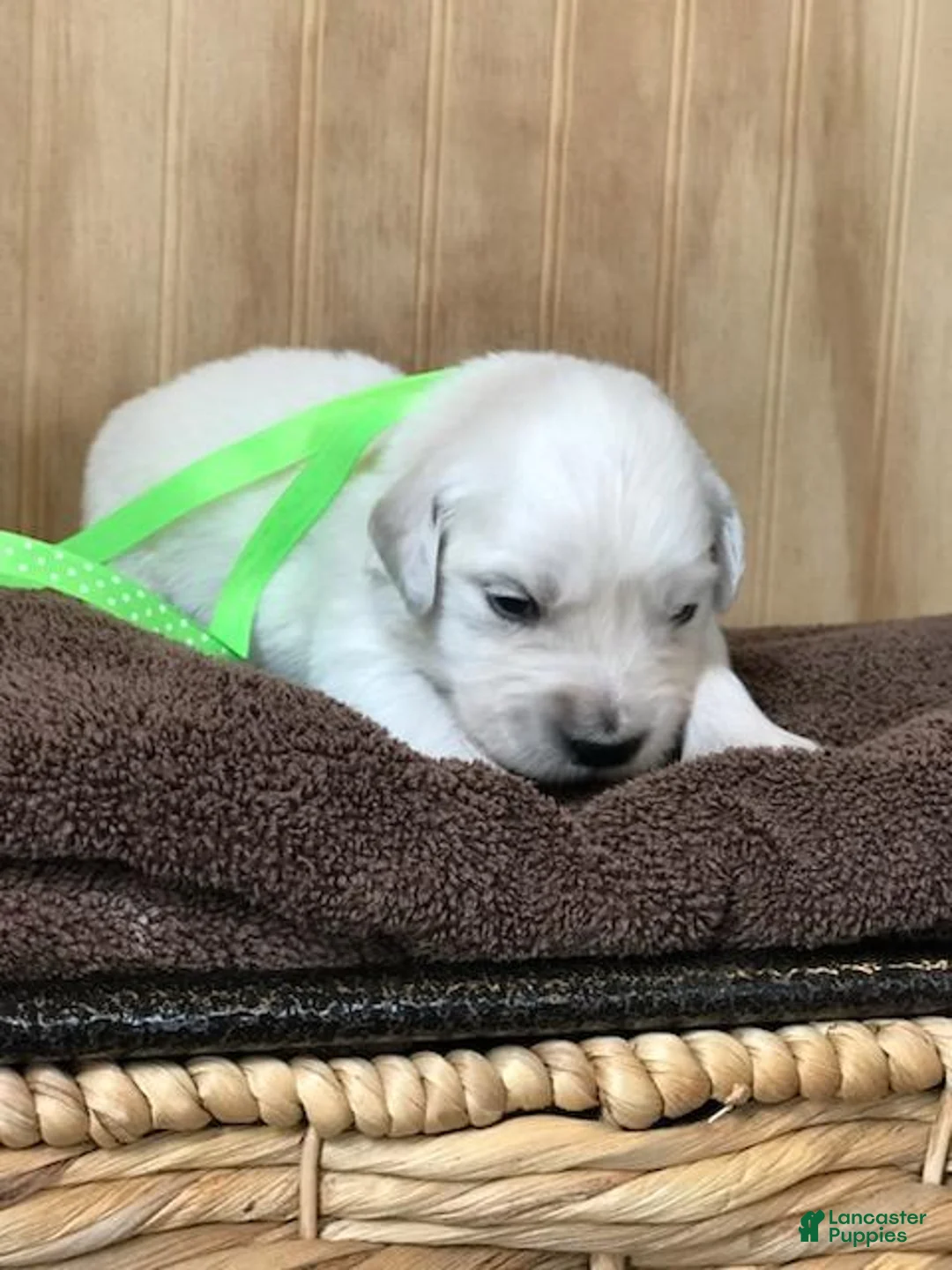 Golden Retriever dogs for sale: Miss Lime  - Ad 1