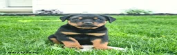 Rottweiler dogs for sale: Bruno  - Ad 4