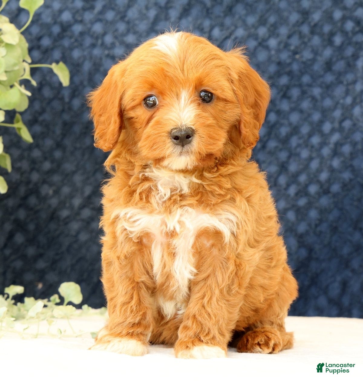 Cavapoo dogs Anthony - Ad 2
