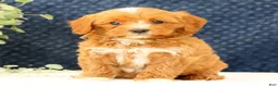 Cavapoo dogs for sale: Anthony - Ad 2