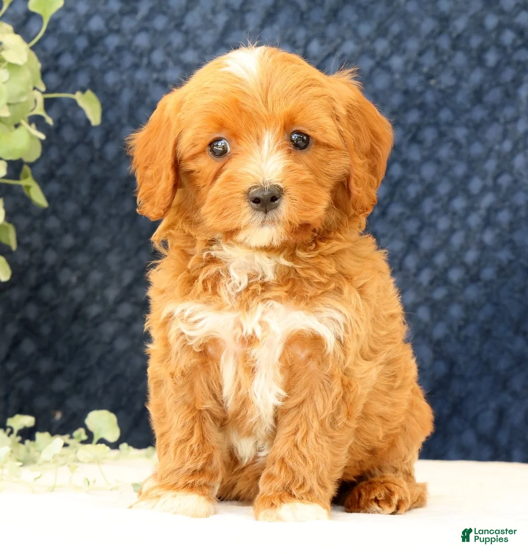 Cavapoo dogs for sale: Anthony - Ad 2