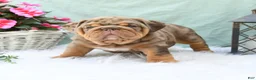 English Bulldog dogs for sale: Captain - Ad 4