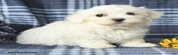 Maltese dogs for sale: Dash - Ad 5