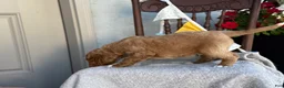 Goldendoodle dogs for sale: Chaser - Ad 5