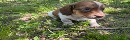 Miniature Dachshund dogs for sale: Atlas-Stunning Symmetrical Tan & White Piebald Long-Haired AKC Male!  - Ad 5