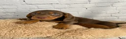 Miniature Dachshund dogs for sale: Coco - Ad 4