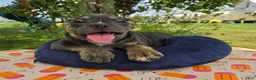 Olde English Bulldogge dogs for sale: Ryder - Ad 5