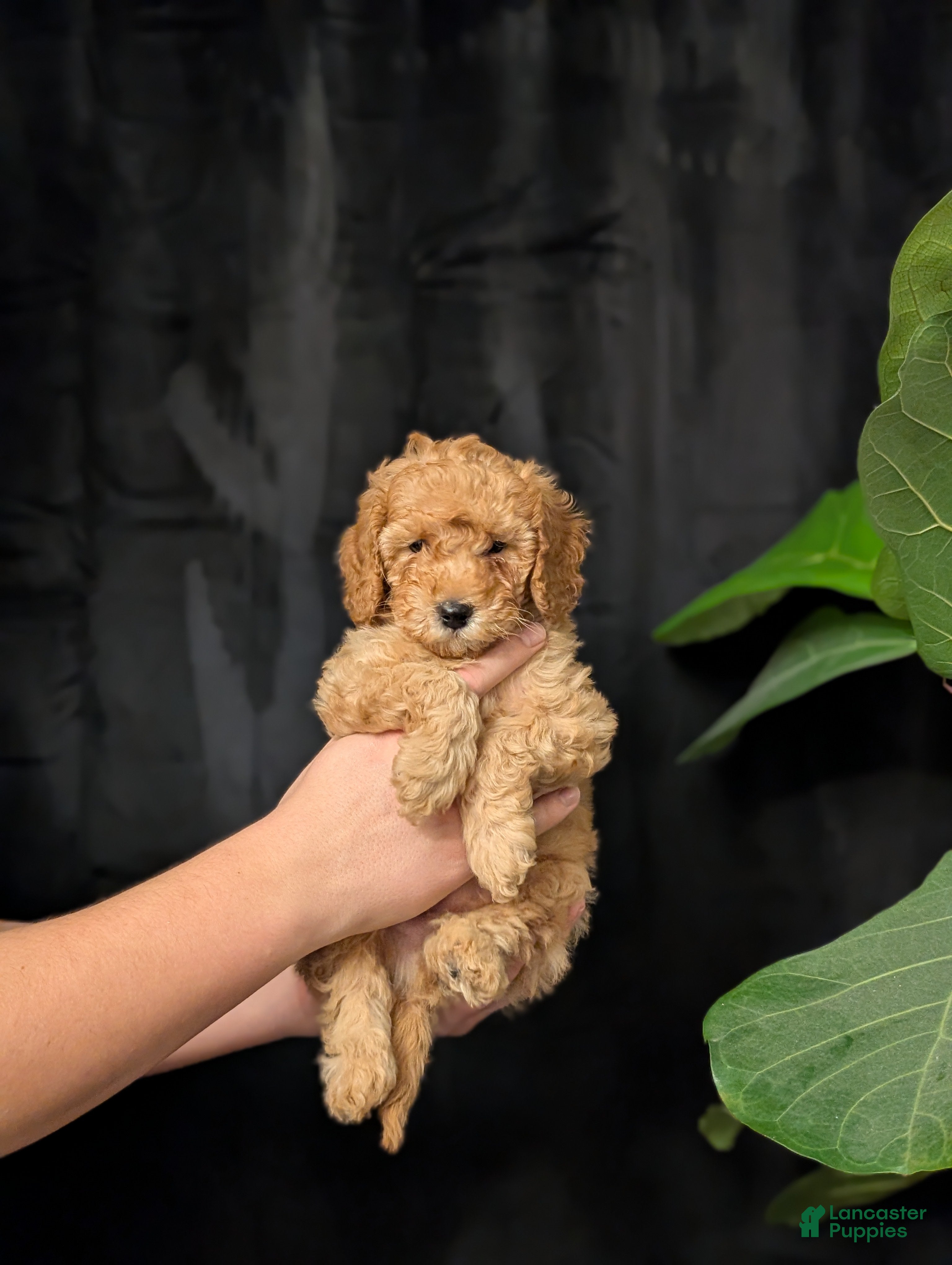 Cavapoo dogs Tundra - Ad 1