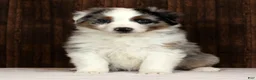 Miniature Australian Shepherd dogs for sale: Blue Bell - Ad 7