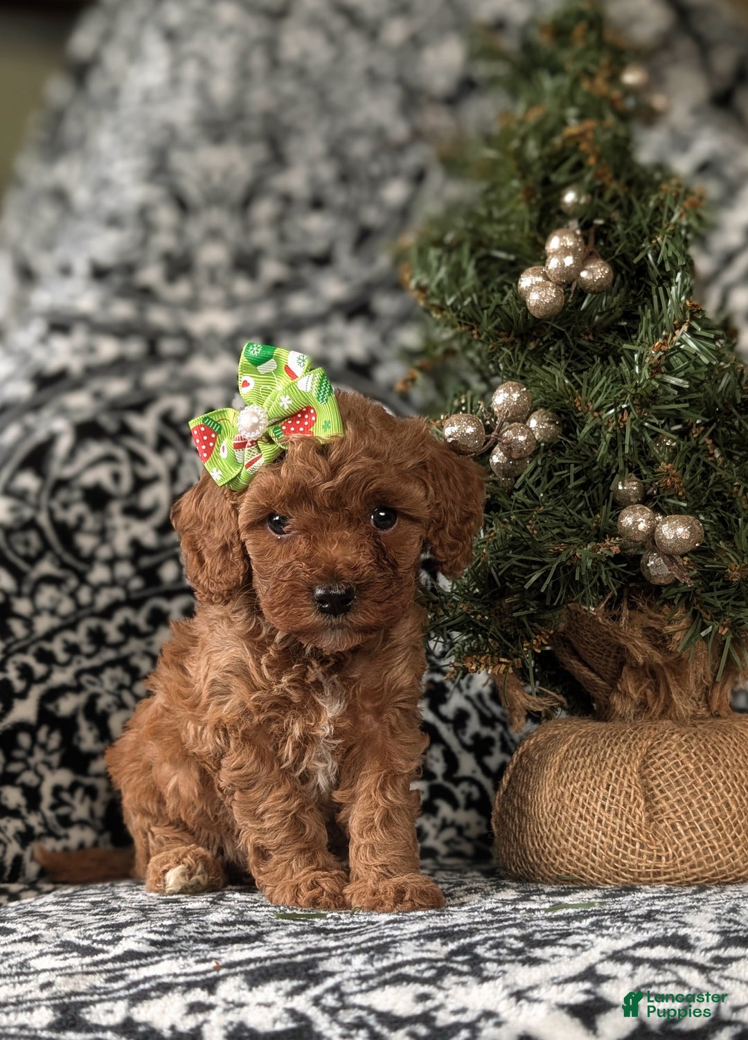 Cavapoo dogs for sale: Camryn Hypoallergenic - Ad 2