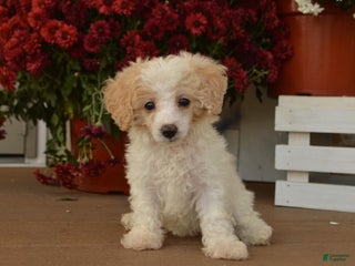 Toy Poodle dogs - Ad 42