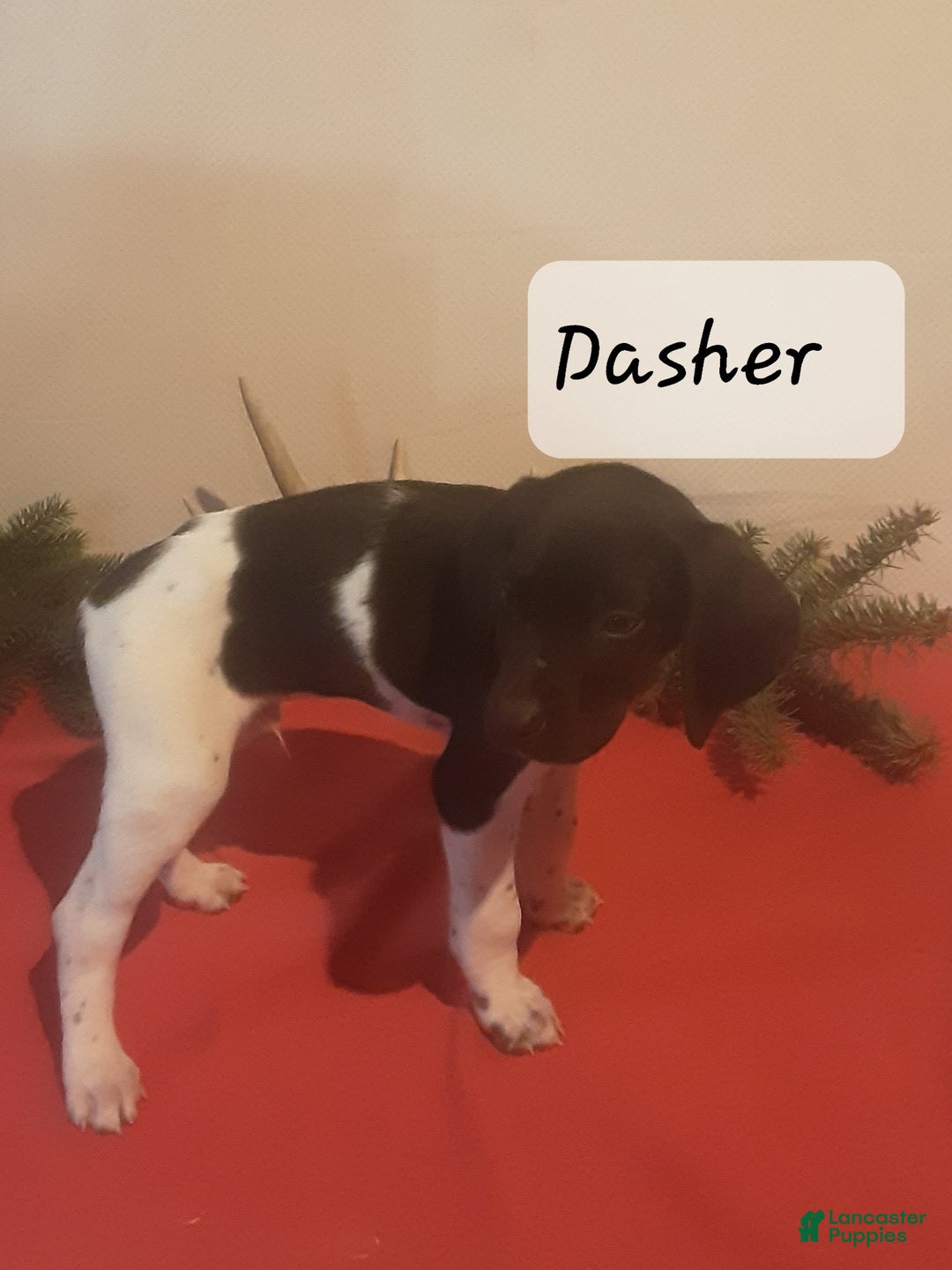 German Shorthaired Pointer dogs for sale: Comet - Ad 7