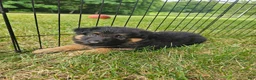 German Shepherd dogs for sale: Shep - Ad 3