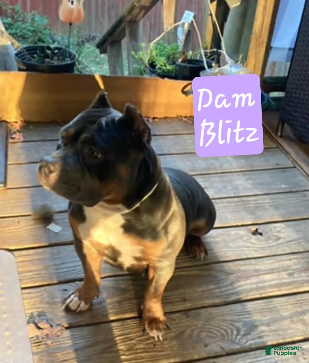 Gallery Image {{count}}