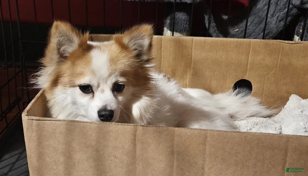 Mixed Breed dogs for sale: Aussiepom pup "Frosty" - Ad 4