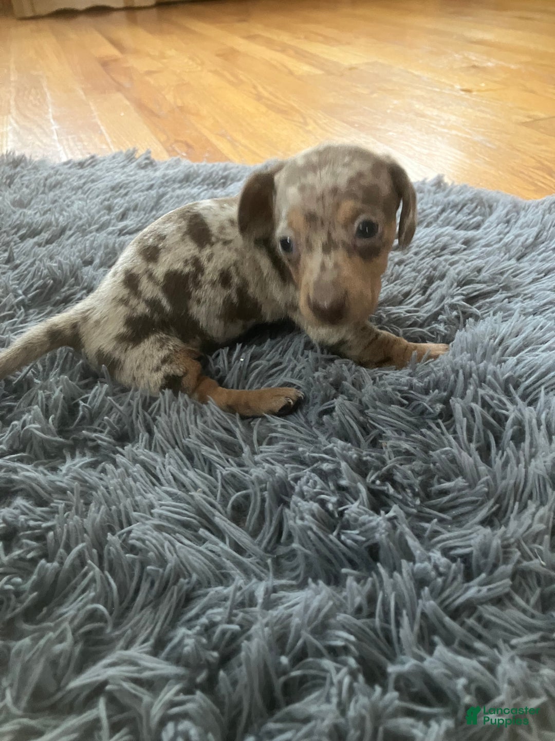 Miniature Dachshund dogs for sale: Akc Kaitlyn - Ad 3