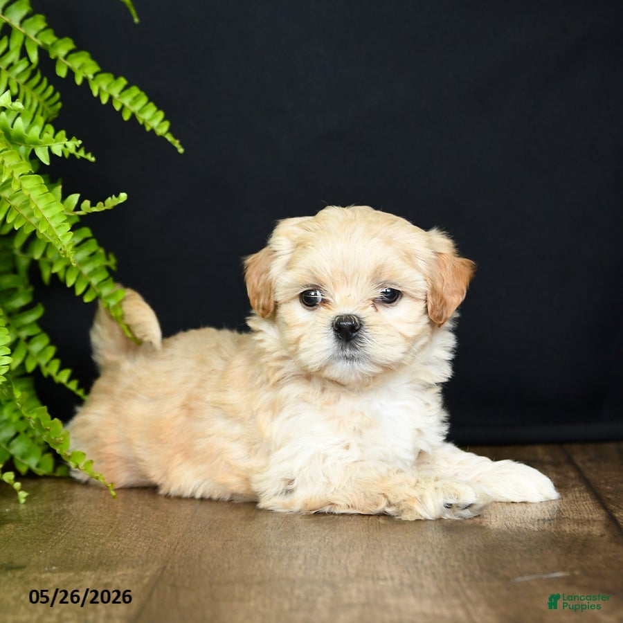 Mixed Breed dogs Lady - Ad 1
