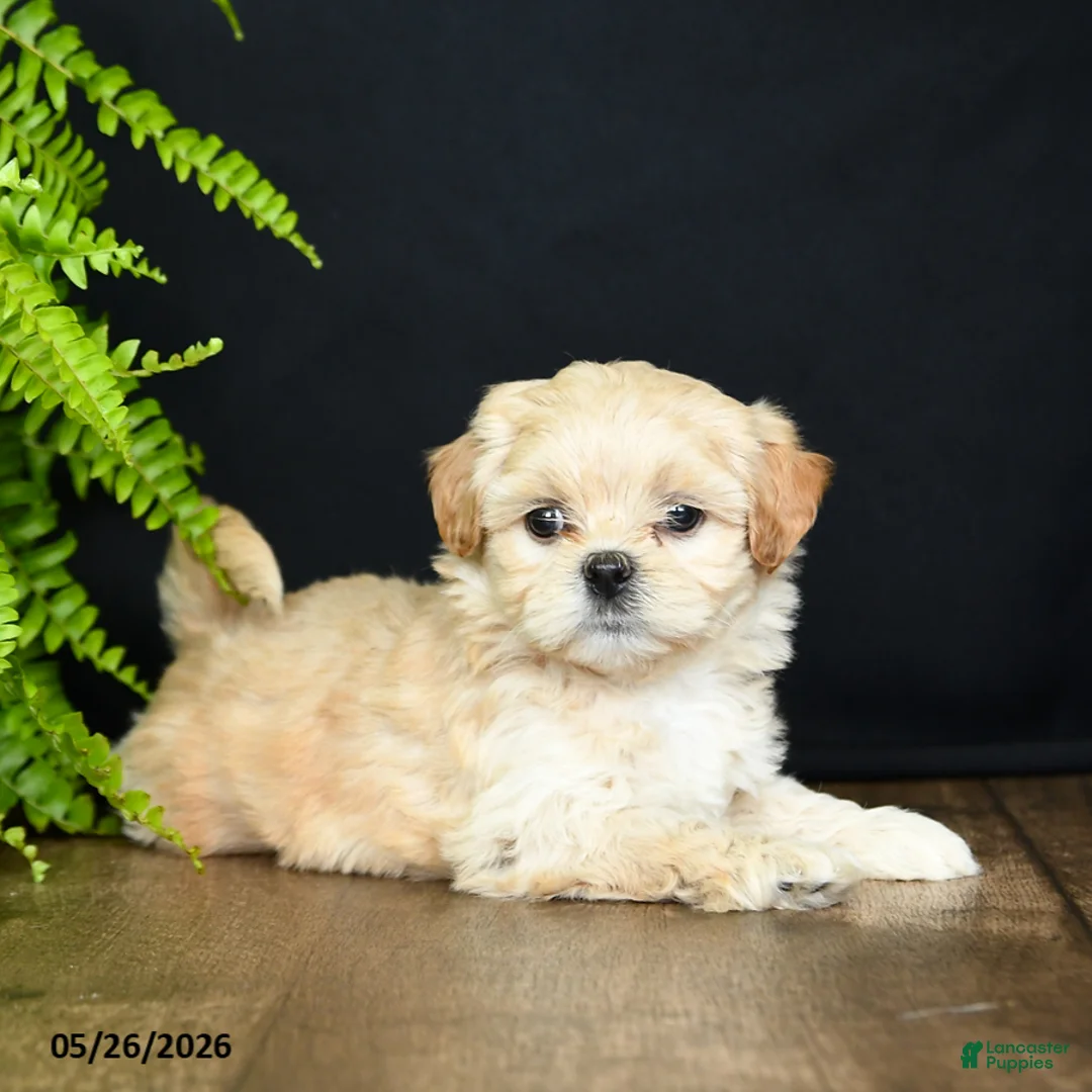 Mixed Breed dogs for sale: Lady - Ad 1
