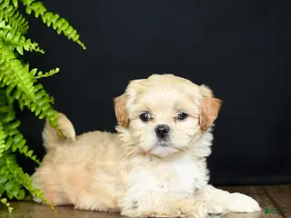 Mixed Breed dogs for sale: Lady - Ad 1