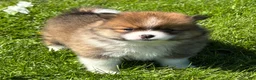 Pomeranian dogs for sale: Moppet - Ad 4