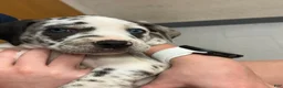 Catahoula Leopard Dog dogs for sale: Catahoula Leopard Dog "Black Eyed Pea" - Ad 1