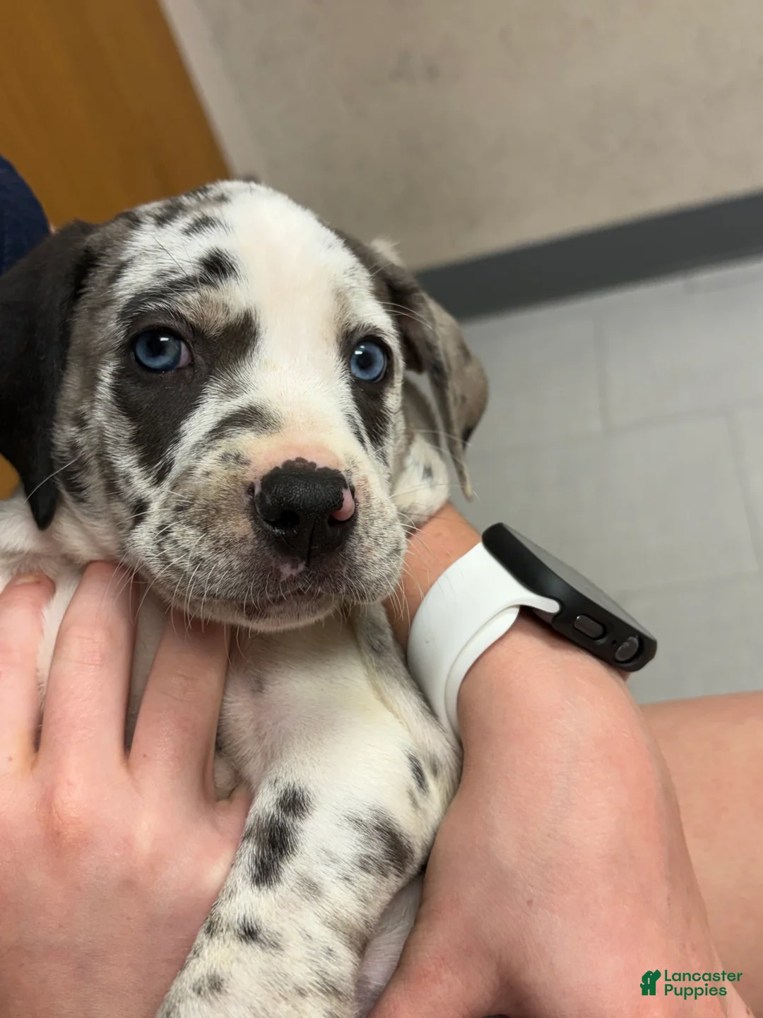 Catahoula Leopard Dog dogs for sale: Catahoula Leopard Dog "Black Eyed Pea" - Ad 1
