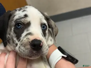 Catahoula Leopard Dog dogs Catahoula Leopard Dog "Black Eyed Pea" - Ad 13