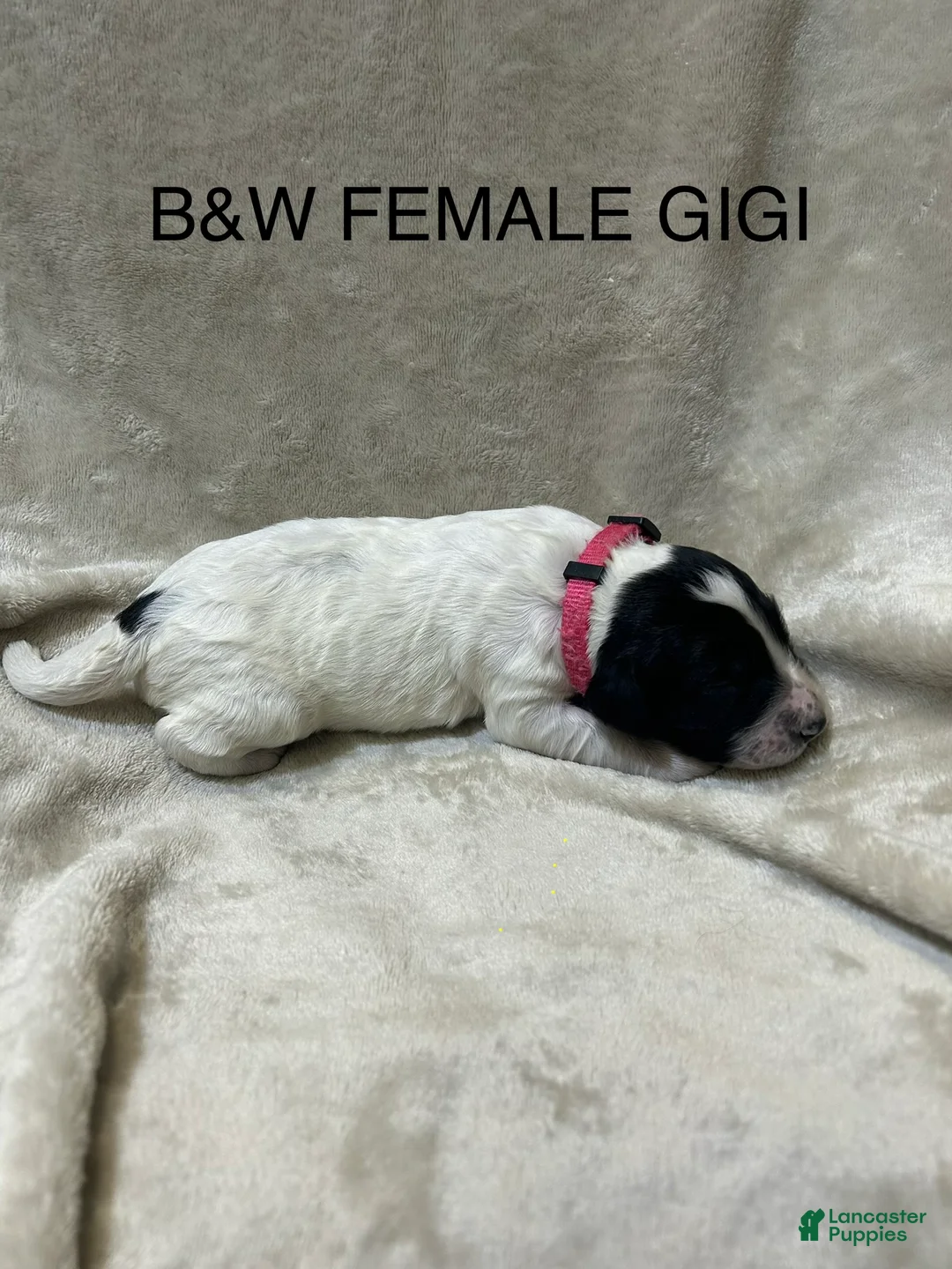 English Springer Spaniel dogs for sale: English Springer Spaniel 1 - Ad 1