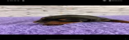 Doberman Pinscher dogs for sale: Phantom's Silent Assassin "Jackie Young" European - Ad 3
