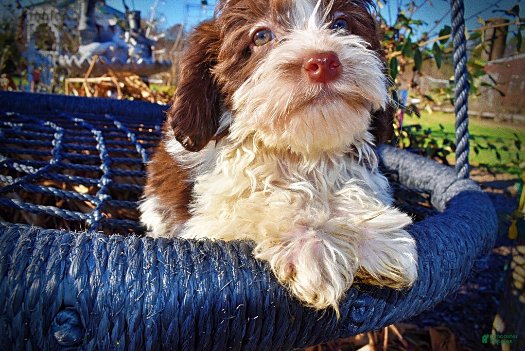 Havapoo dogs for sale: Simon - Ad 3