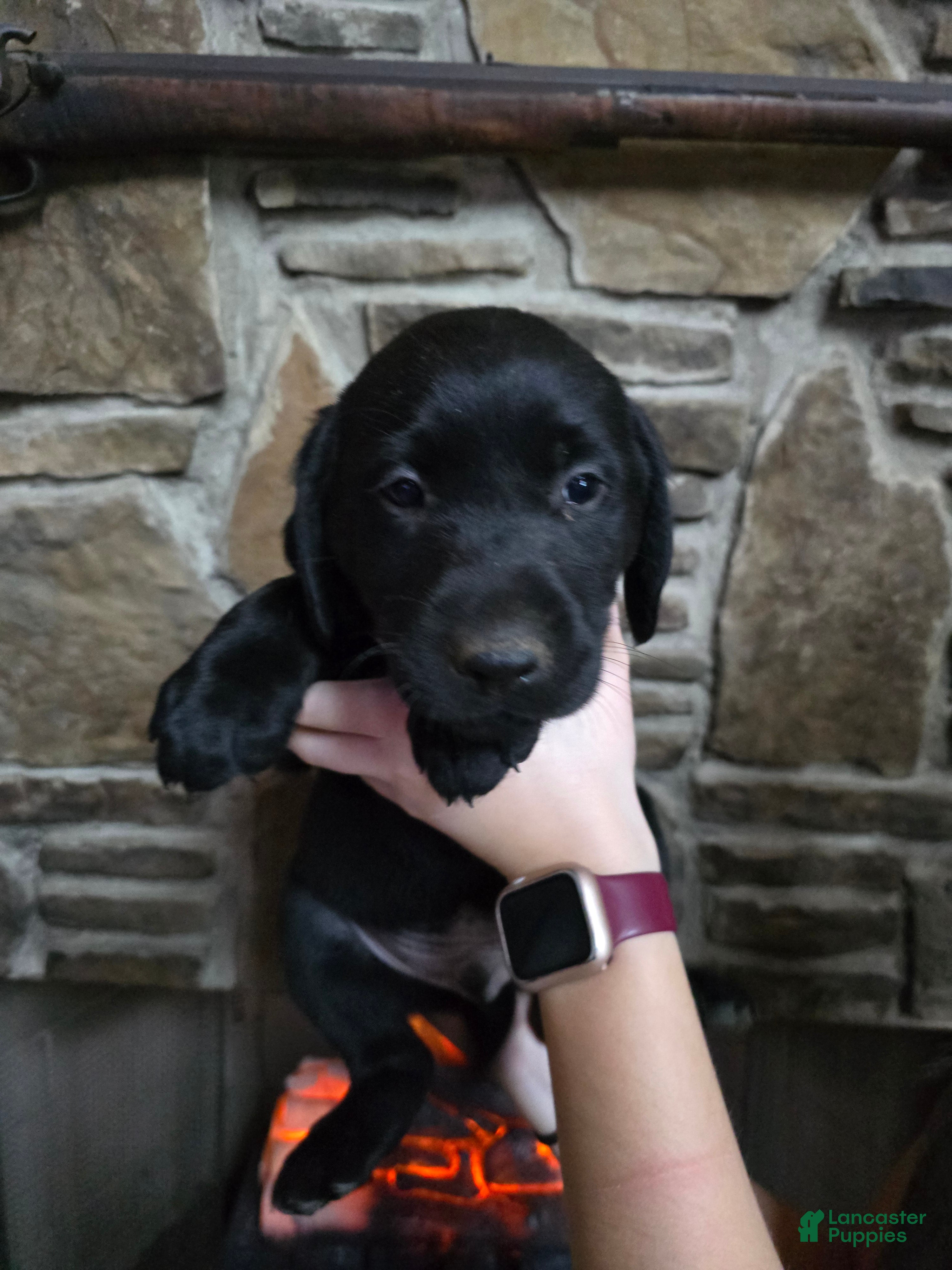 Labrador Retriever dogs Labrador Retriever Puppy 2 - Ad 9