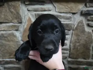 Labrador Retriever dogs Labrador Retriever Puppy 2 - Ad 9