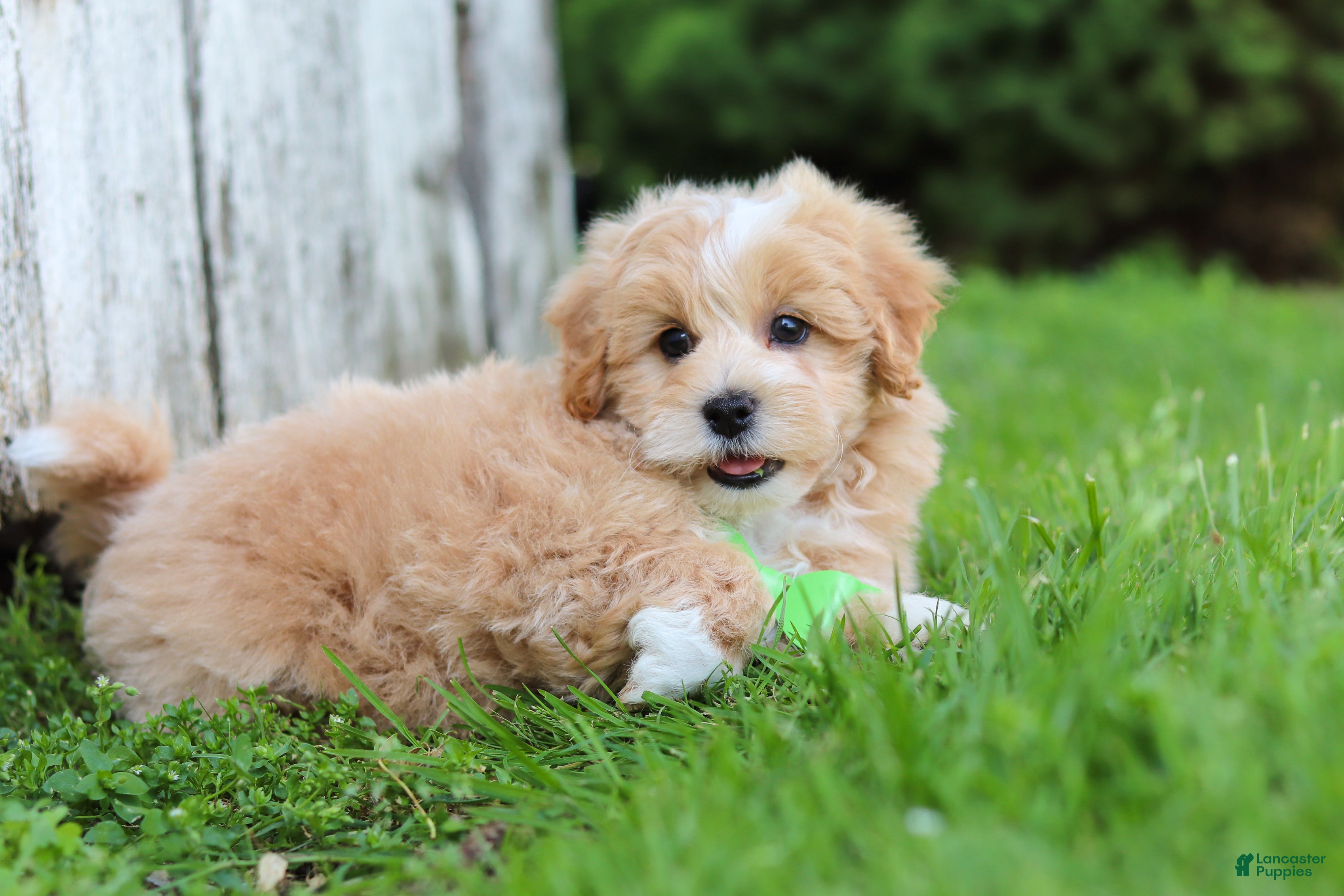 Maltipoo dogs Joel - Ad 2
