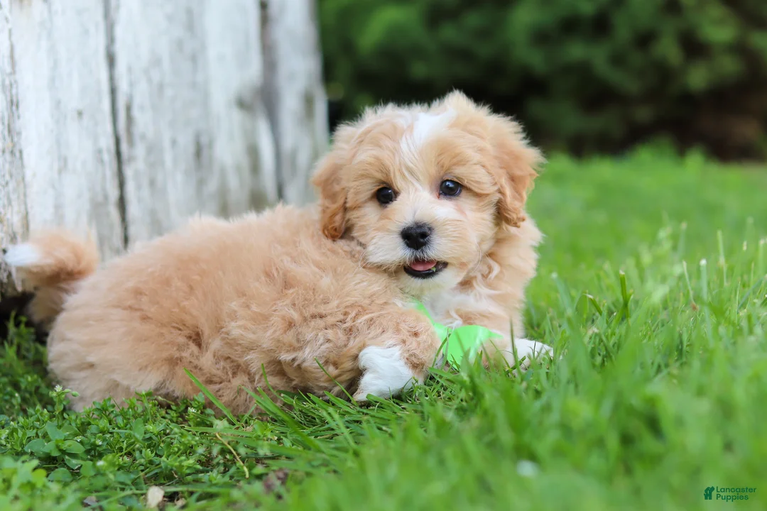 Maltipoo dogs for sale: Joel - Ad 2