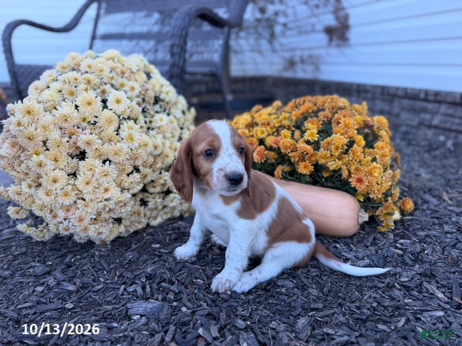 Welsh Springer Spaniel dogs for sale: Lemon - Ad 2