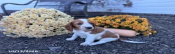 Welsh Springer Spaniel dogs for sale: Lemon - Ad 2