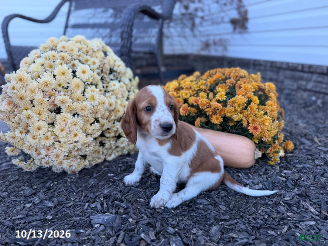 Welsh Springer Spaniel dogs for sale: Lemon - Ad 2