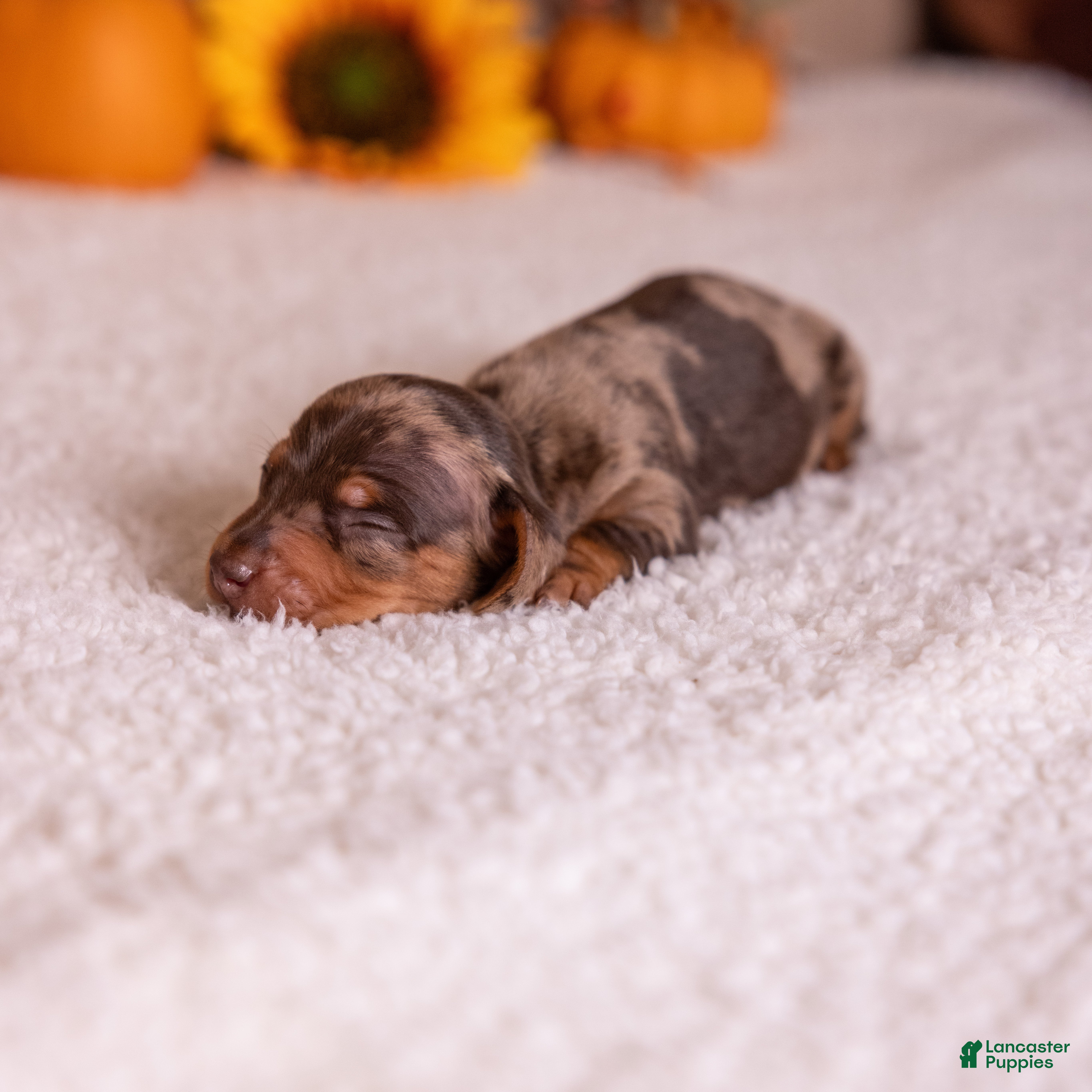 Miniature Dachshund dogs Canyon - Ad 2