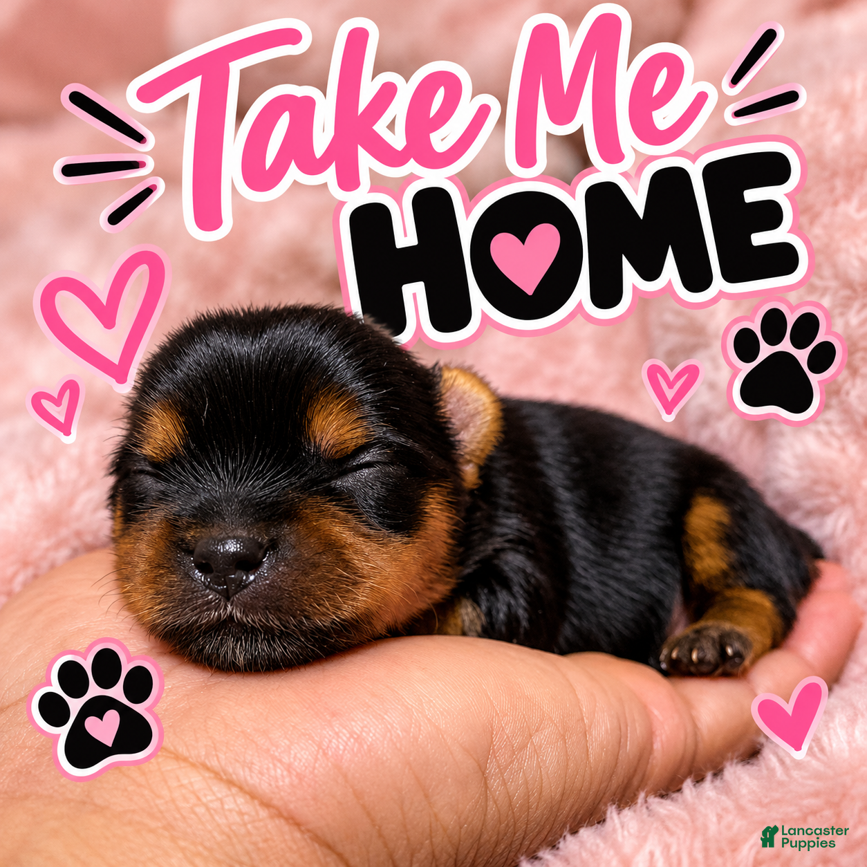 Yorkshire Terrier dogs for sale: Chanel - Ad 1