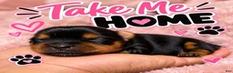 Yorkshire Terrier dogs for sale: Chanel - Ad 1