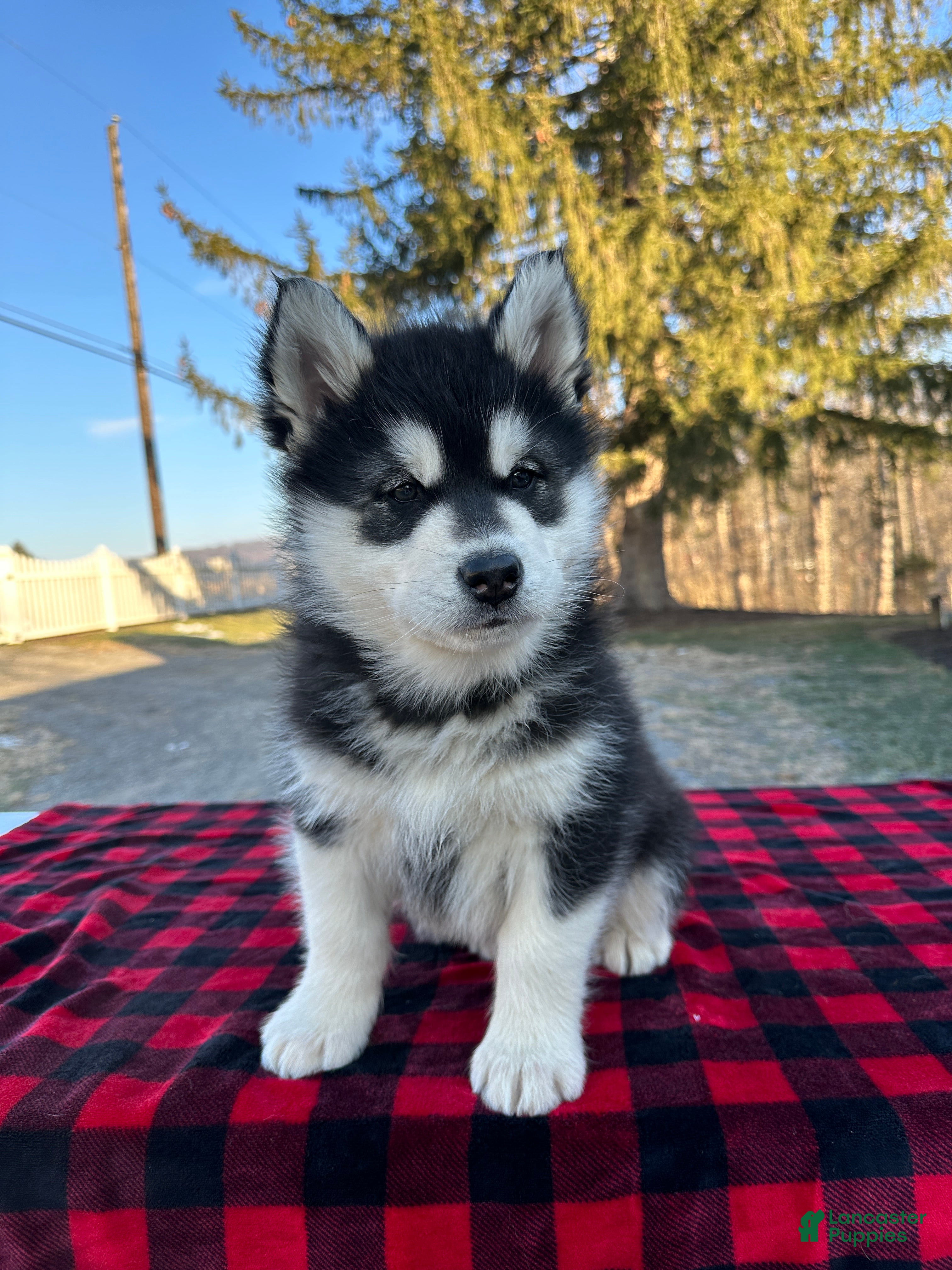 Alaskan Malamute dogs Thunder - Ad 5