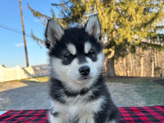 Alaskan Malamute dogs Thunder - Ad 5