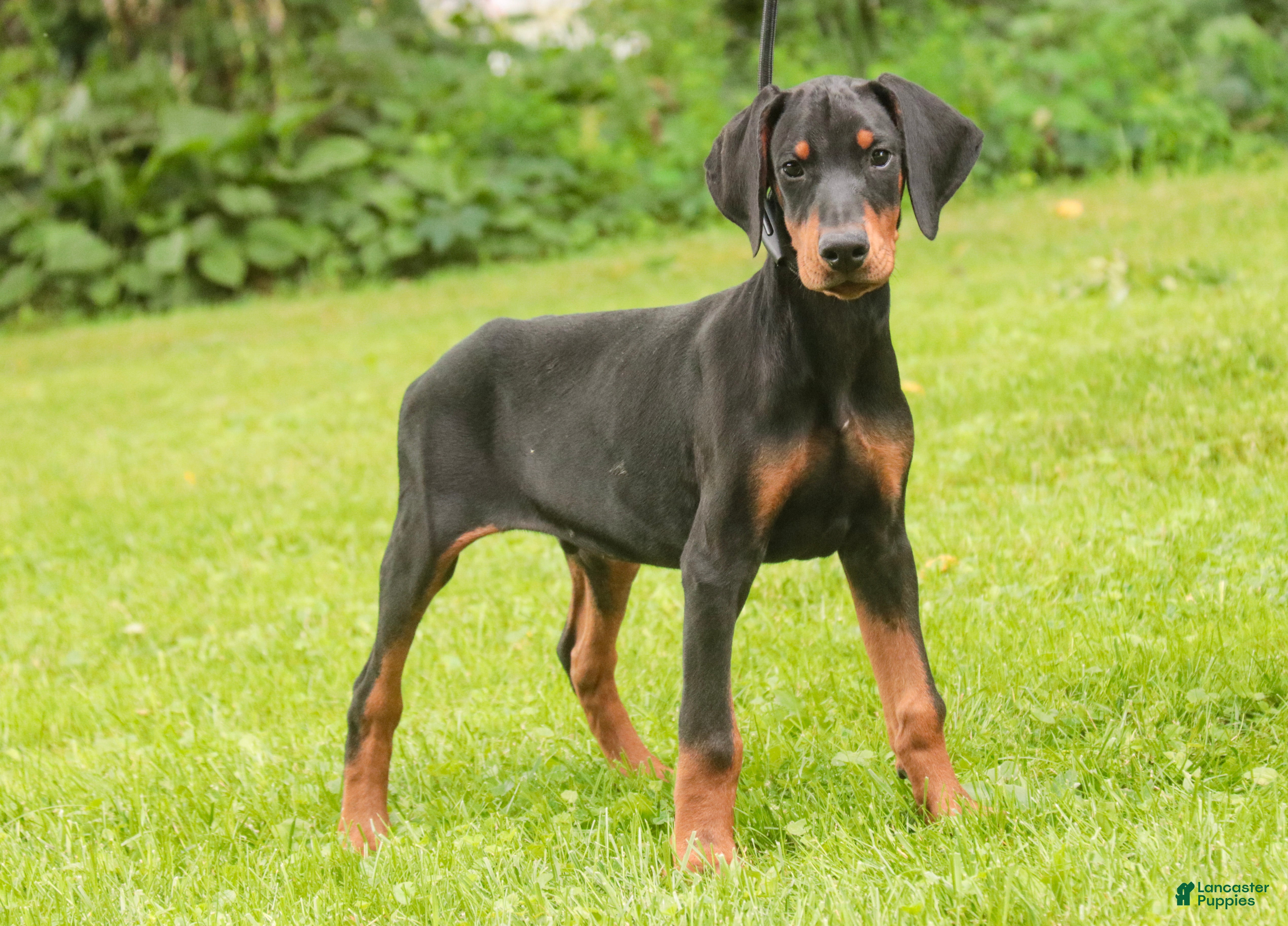 Doberman Pinscher dogs Griffin - Ad 1