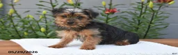 Yorkshire Terrier dogs for sale: Lula - Ad 5