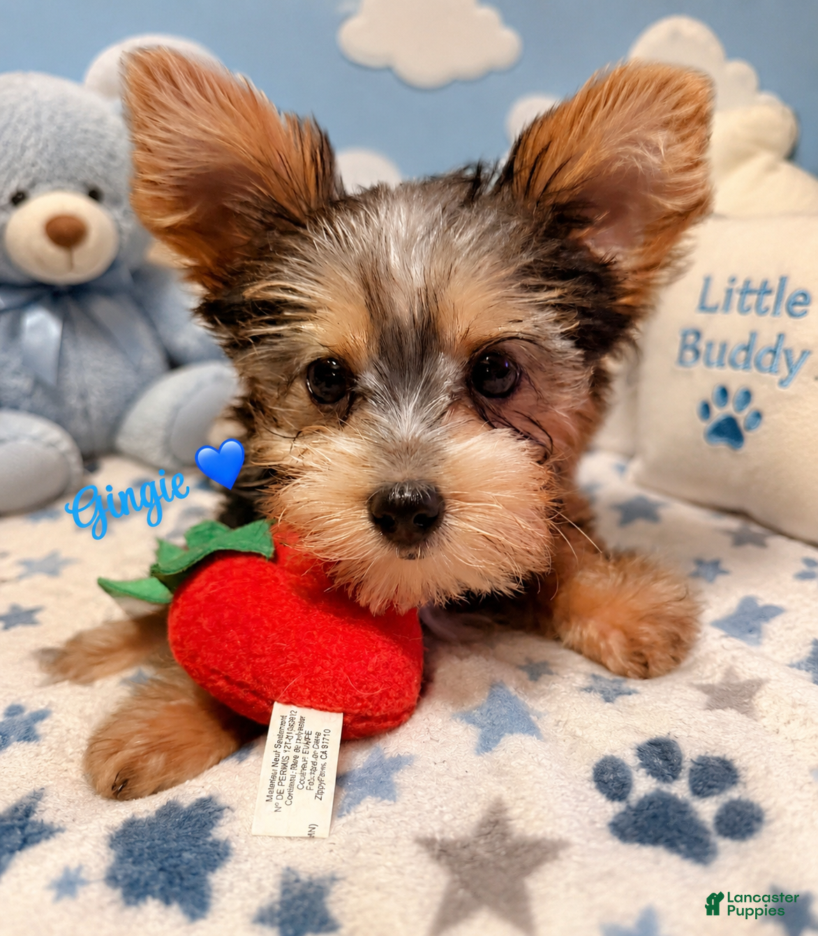 Yorkshire Terrier dogs Yorkshire Terrier Puppy 1 - Ad 22